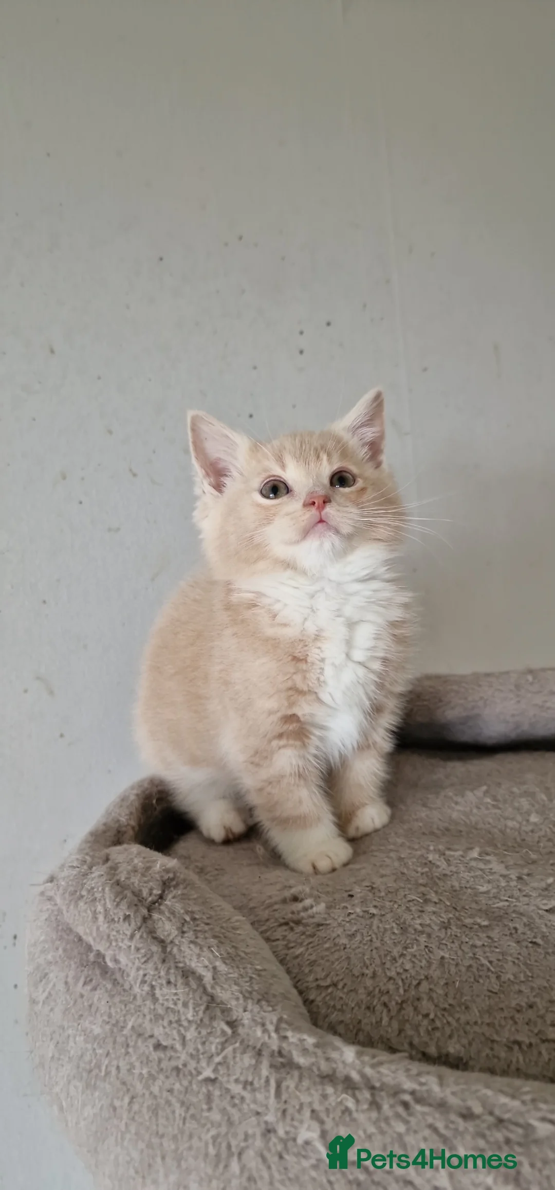 Brazilian Shorthair cats for sale: Lovely pure B- shorthair looking for loving home  - Advert 1