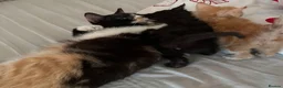 Mixed Breed cats for sale: Last 2 kittens left - Advert 21