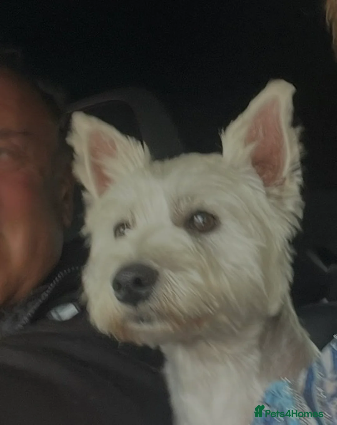 West Highland Terrier dogs for sale: Westie male puppies for sale - Advert 2