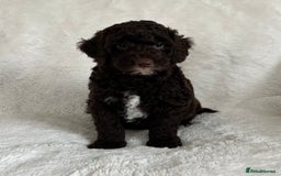 Goldendoodle dogs for sale: Beautiful litter of Goldendoodles  - Image 26