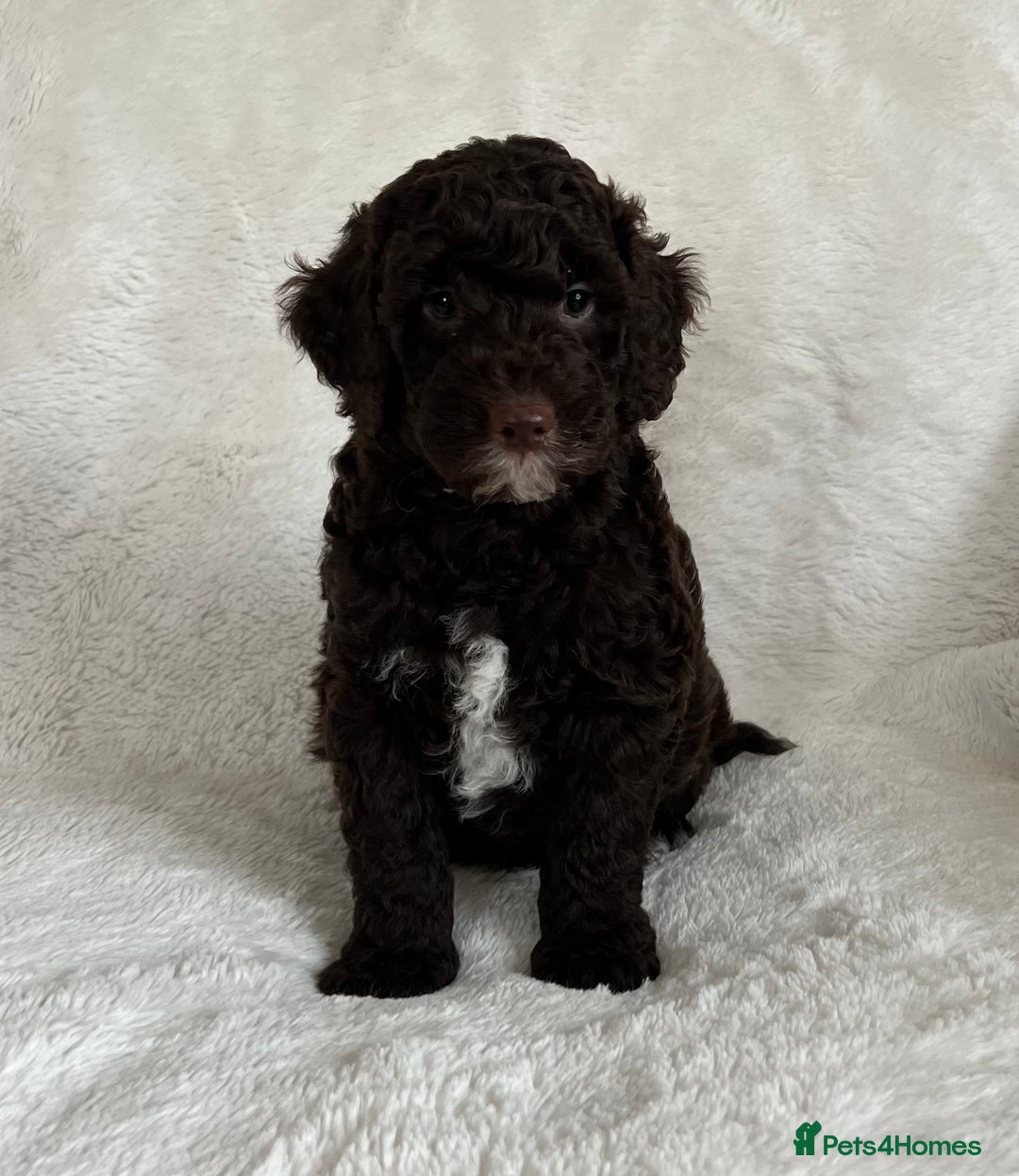 Goldendoodle dogs for sale: Beautiful litter of Goldendoodles  - Image 26