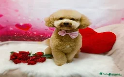 Toy Poodle dogs for stud: ‘Teddy’ KC Registered/Health tested Toy Stud in Wigan - Image 1
