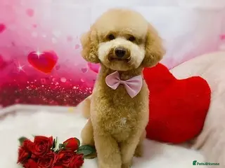 Toy Poodle dogs ‘Teddy’ KC Registered/Health tested Toy Stud in Wigan - Advert 5