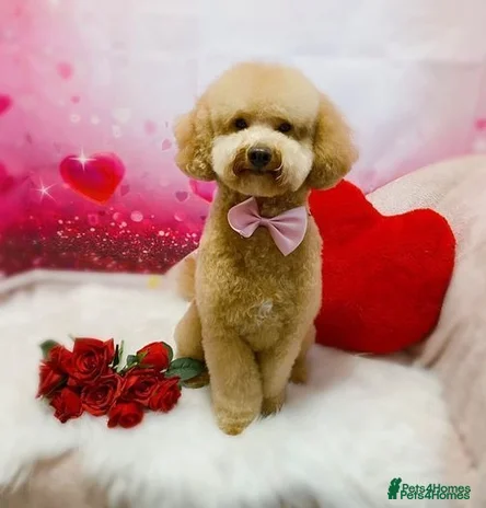 Toy Poodle dogs in Wigan - Advert 18
