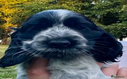 Cocker Spaniel dogs for sale: Ready Now - KC reg Blue Roan Show Cocker Spaniels in Selby - Image 1
