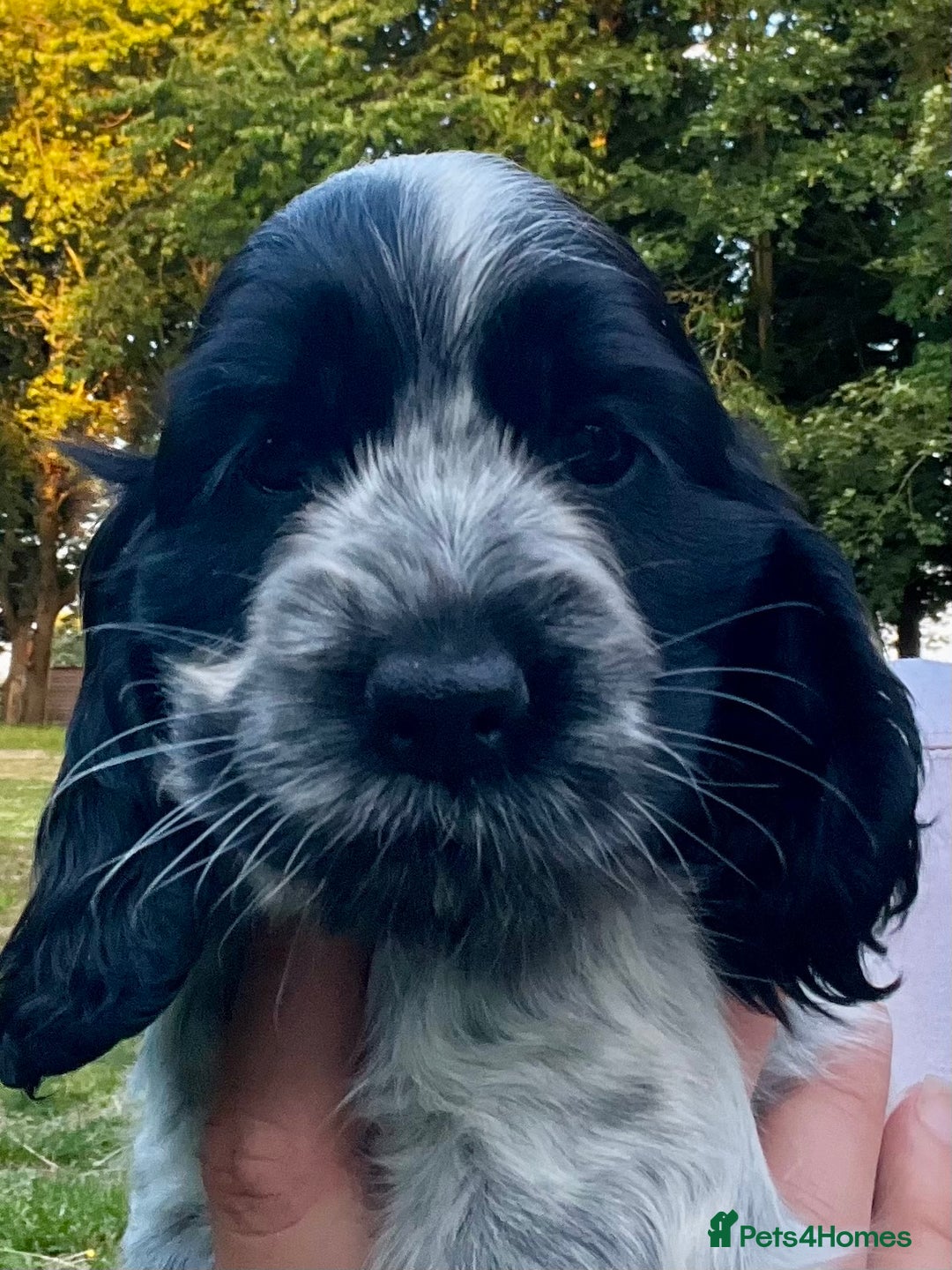 Cocker Spaniel dogs for sale: Ready Now - KC reg Blue Roan Show Cocker Spaniels in Selby - Image 1