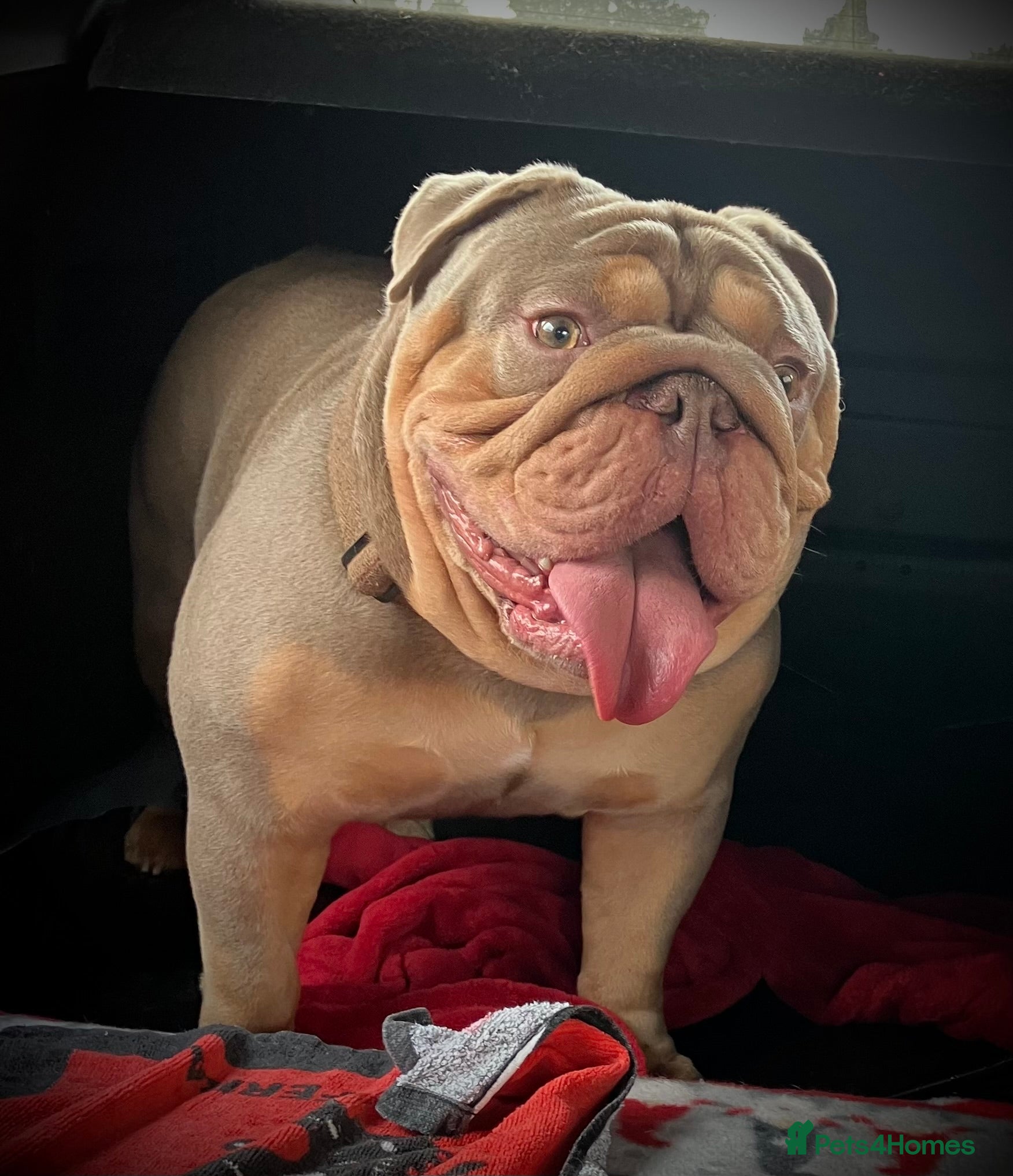 English Bulldog dogs ⭐️Proven English Bulldog available for stud⭐️ in Solihull - Advert 19