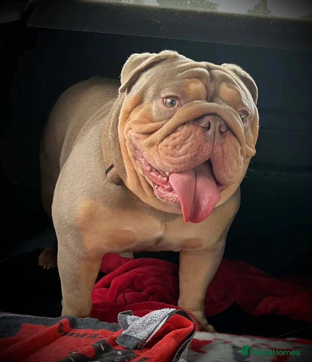 English Bulldog dogs for stud: ⭐️Proven English Bulldog available for stud⭐️ - Advert 2