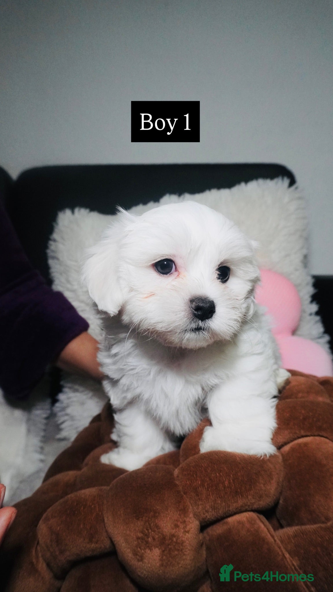 Maltese dogs Purebred Maltese Puppies with Korean Bloodlines - Advert 1