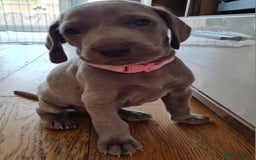 Weimaraner dogs for sale: KC reg Weimaraner pups - Image 8