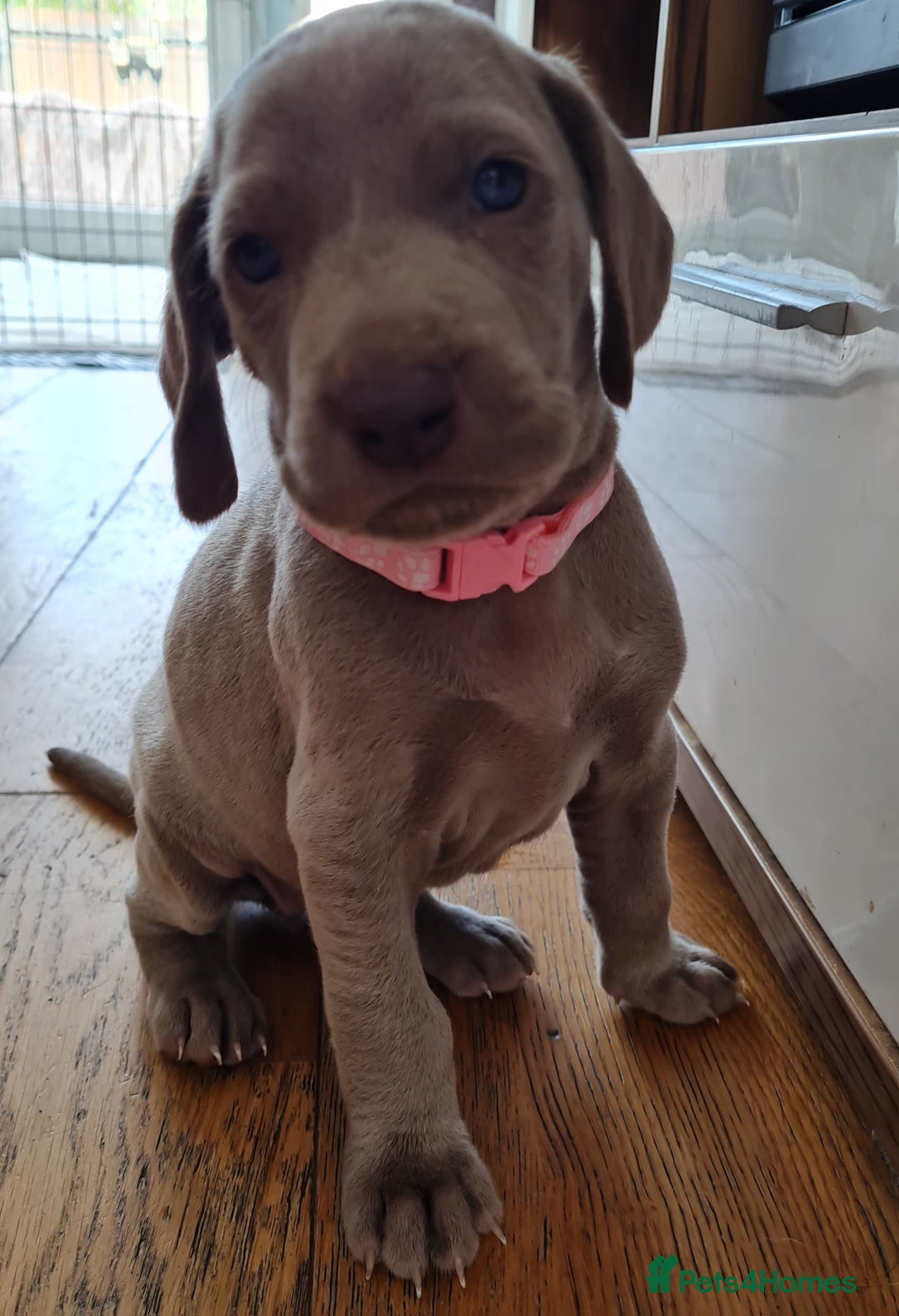 Weimaraner dogs for sale: KC reg Weimaraner pups - Image 8