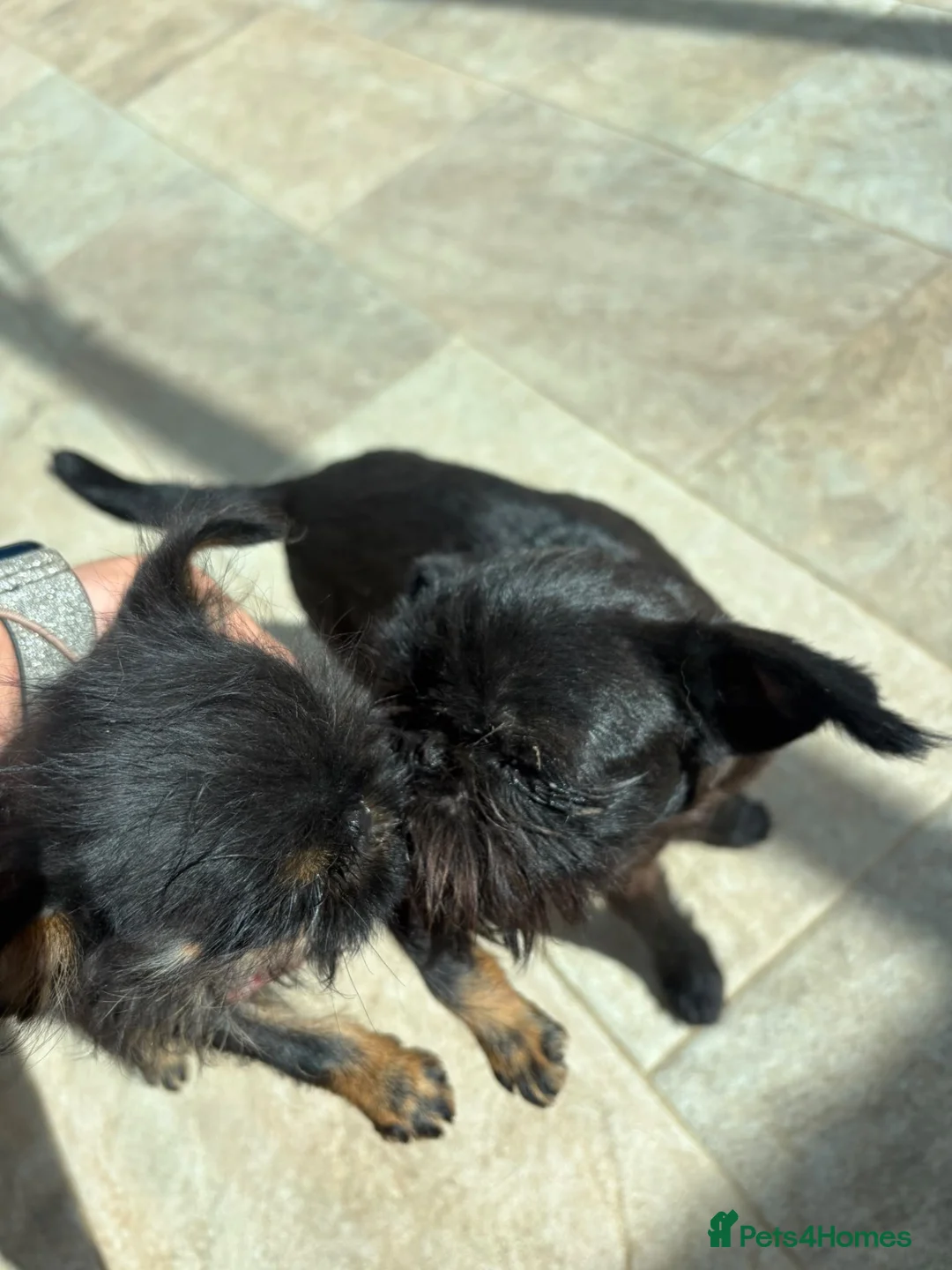 Griffon Bruxellois dogs for sale: Griffon bruxellois girl for sale  in Sittingbourne - Advert 1