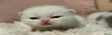 Mr Fluff