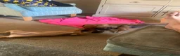Mixed Breed dogs for sale: 4 French wieners  - Advert 4