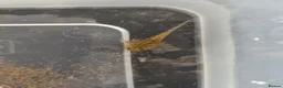 Axolotl reptiles for sale: Axolotl babies - Advert 7