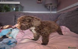 Cockapoo dogs for sale: Cockerpoos 1 boys left DROPPED 650 - Image 12