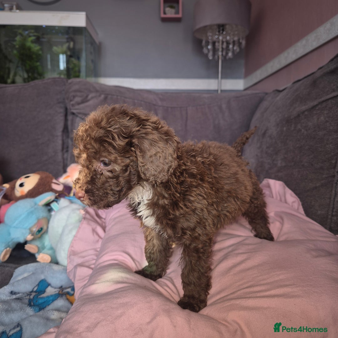 Cockapoo dogs for sale: Cockerpoos 1 boys left DROPPED 650 - Image 12