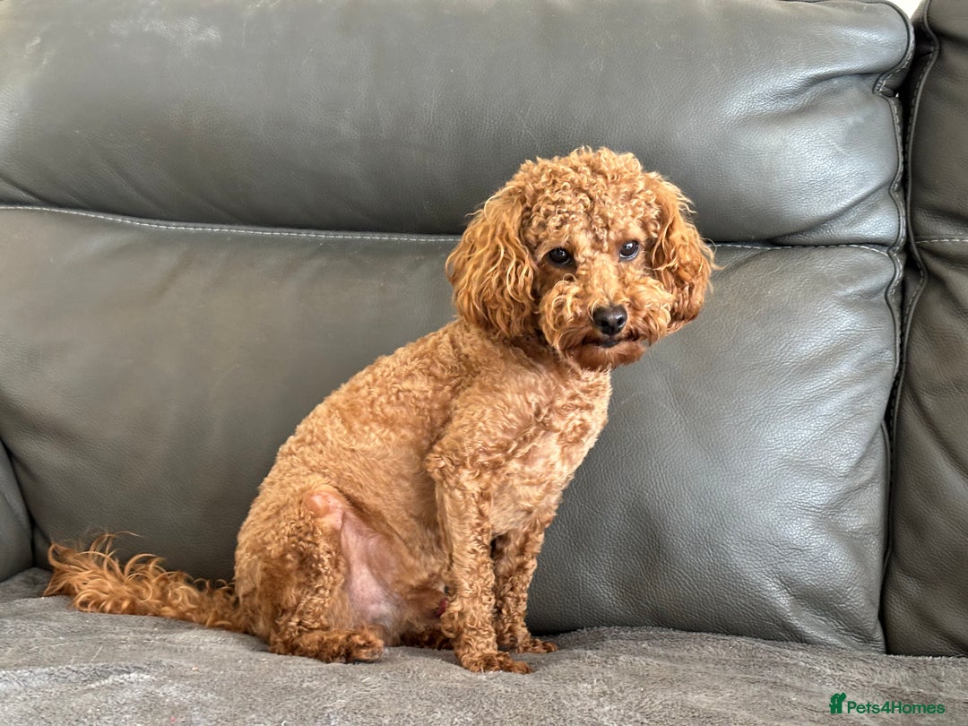 Toy Poodle dogs for sale: KC Toy Poodle Boy - Image 23