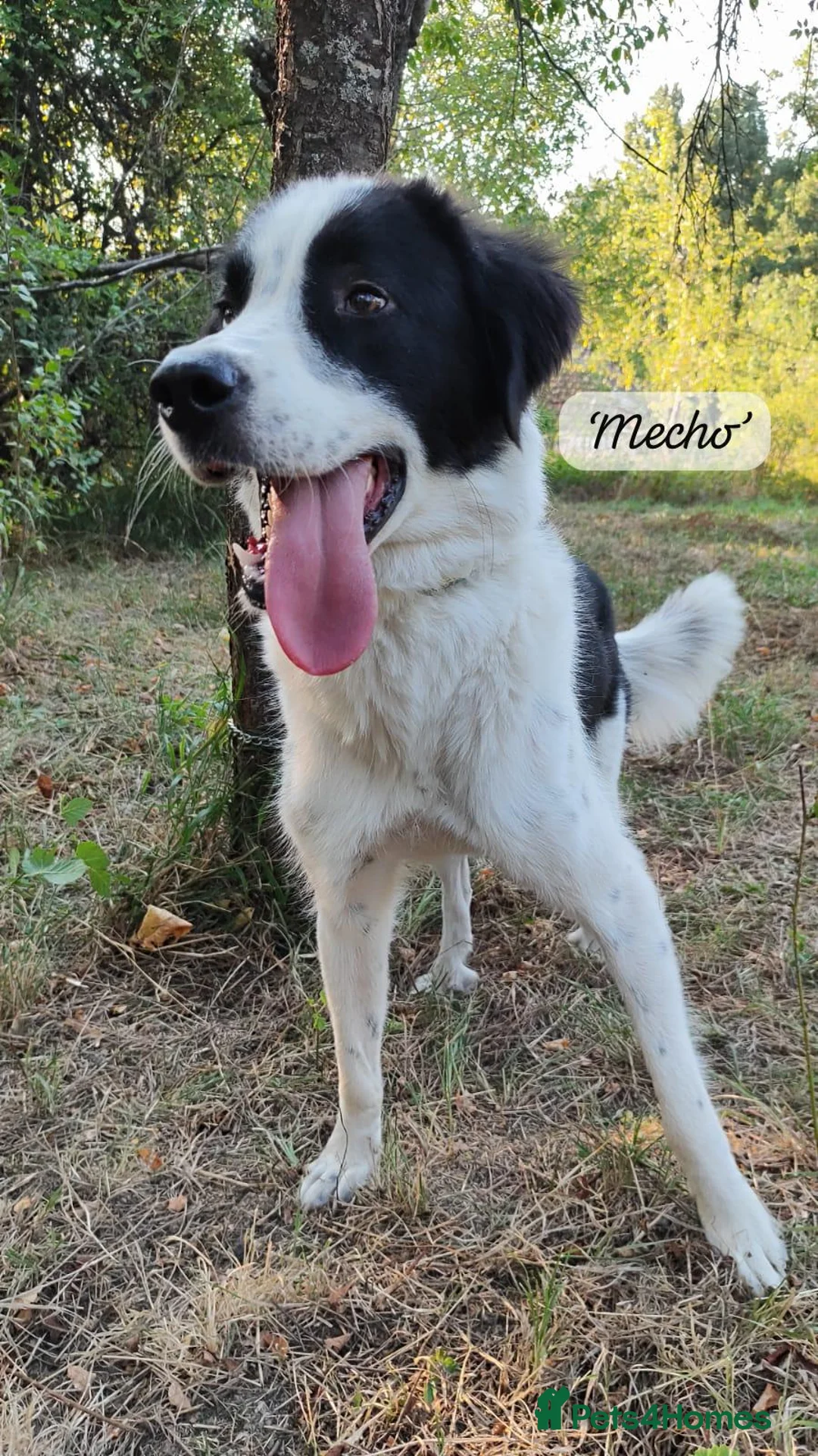 Mixed Breed dogs for adoption: Mecho, 1.5-2 yrs old. I adopted . - Advert 27