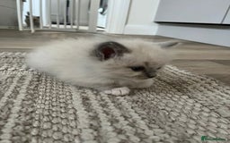 Ragdoll cats for sale: Stunning Bluepoint Ragdoll kittens!  - Image 24