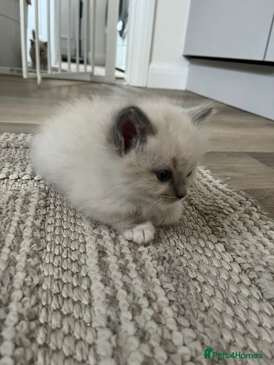 Ragdoll cats for sale: Stunning Bluepoint Ragdoll kittens!  - Image 24