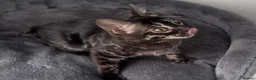Bengal cats for sale: Exceptional kittens in silver, brown and charcoal - Advert 7