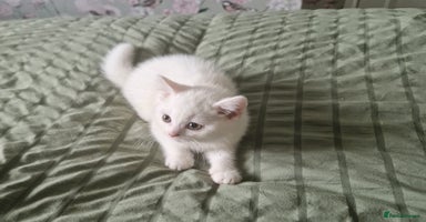 British Shorthair cats - Advert 2