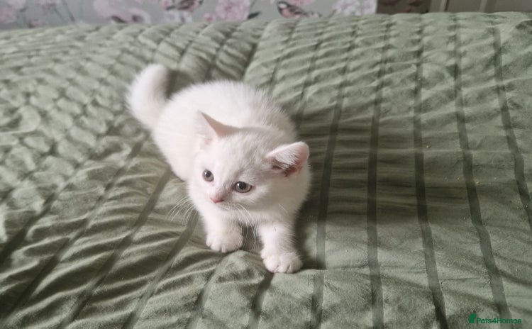 British Shorthair cats - Advert 15