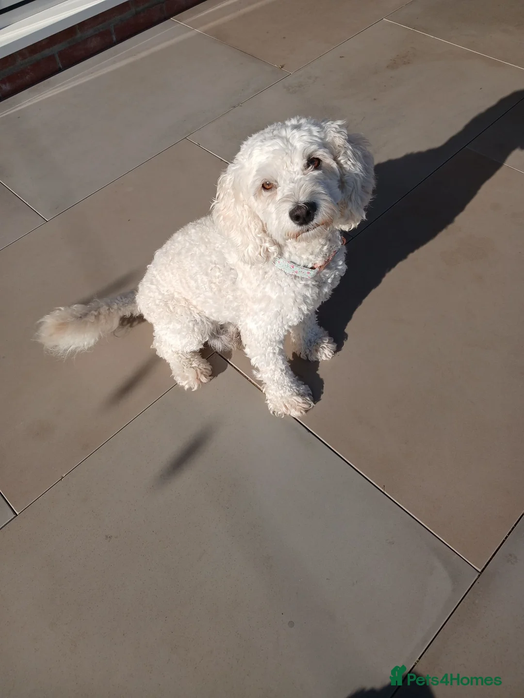 Cockapoo dogs for sale: 5 beautiful Toy Cockapoos available - Advert 40
