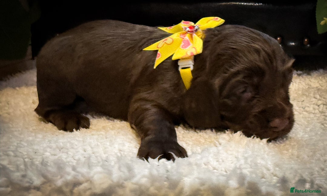 Cocker Spaniel dogs for sale: stunning chocolate and tri kc cocker spaniels - Advert 16