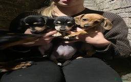 Miniature Dachshund dogs for sale: STUNNING MINIATURE DACHSHUND PUPPIES FOR SALE  - Image 2
