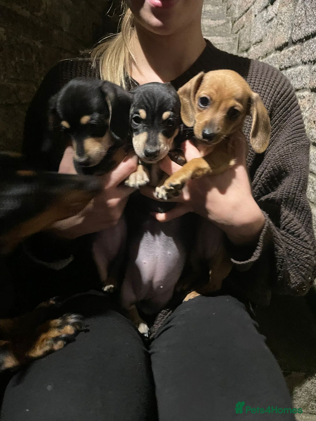 Miniature Dachshund dogs for sale: STUNNING MINIATURE DACHSHUND PUPPIES FOR SALE  - Image 2