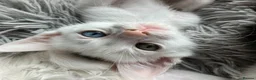Mixed Breed cats for sale: A nice bunch of babies - Advert 3