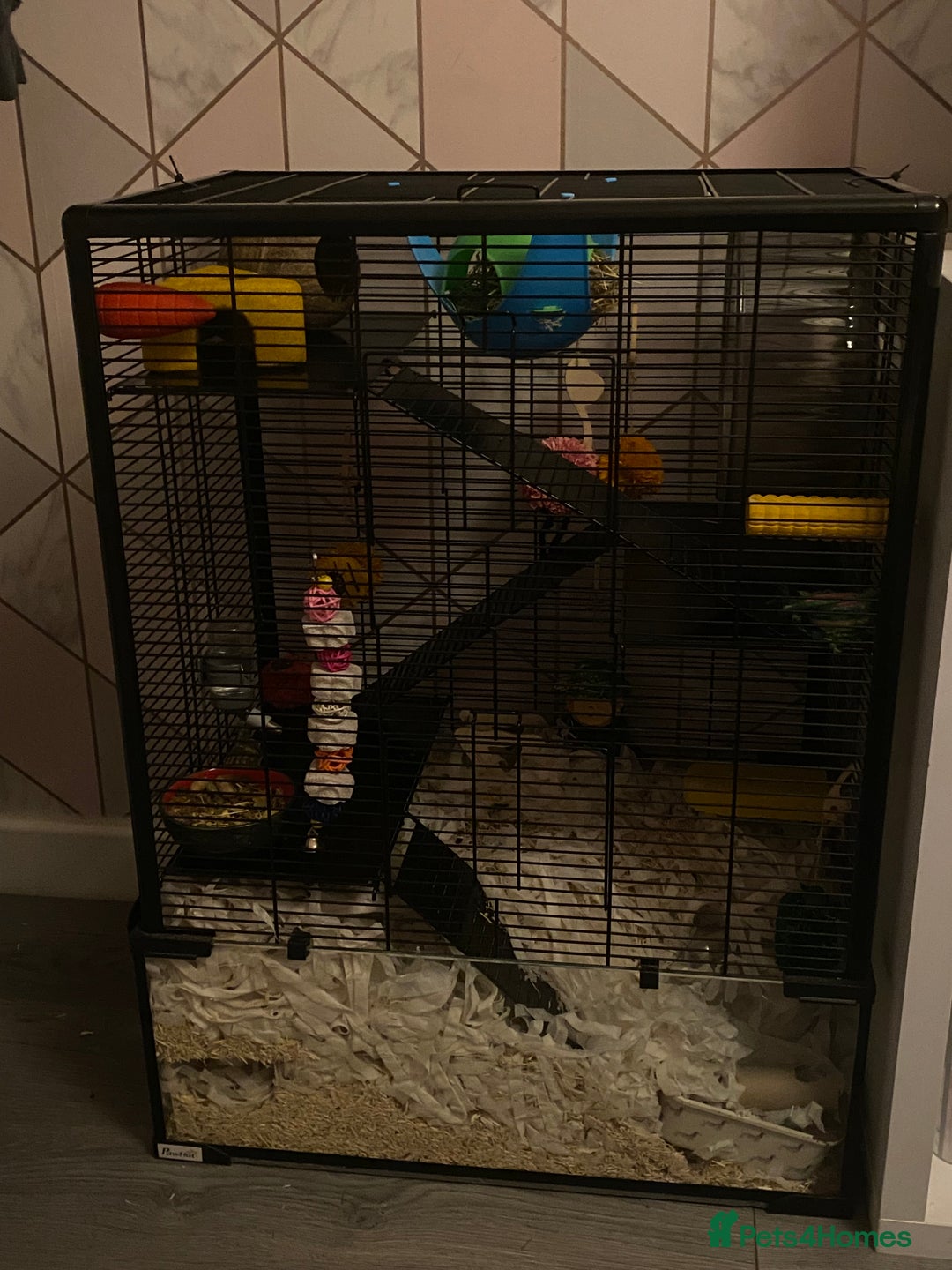 Gerbil rodents for sale: 2 male gerbils for sale (Milo&mickey) - Advert 4