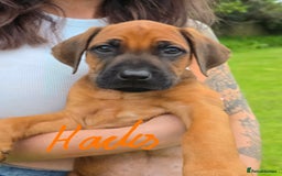 Rhodesian Ridgeback dogs for sale: Stunning Rhodesian RidgeBack Pups.. - Image 6