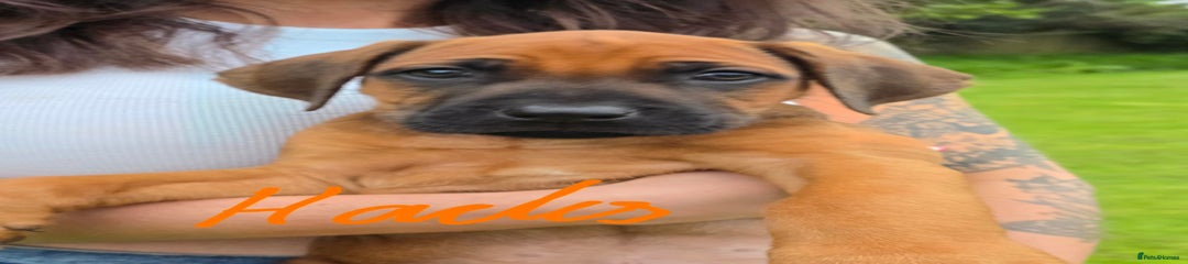 Rhodesian Ridgeback Puppy 4