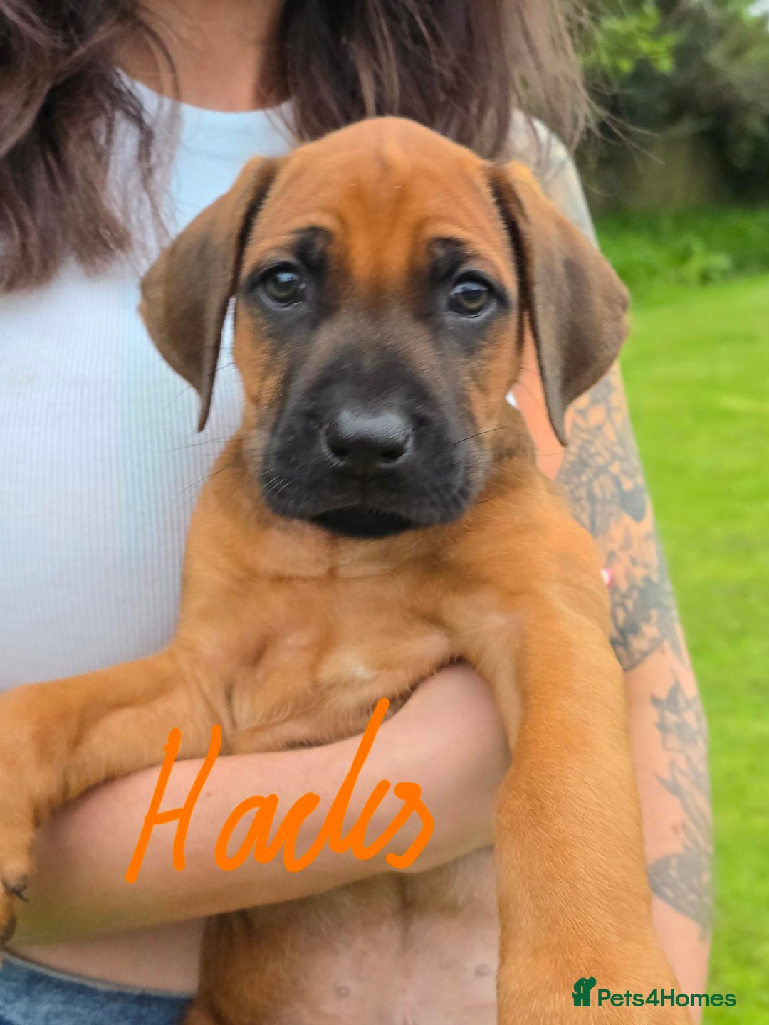 Rhodesian Ridgeback dogs for sale: Stunning Rhodesian RidgeBack Pups.. - Image 6