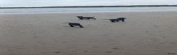 Labrador Retriever dogs for sale: Labrador puppies  in Kilmarnock - Advert 14