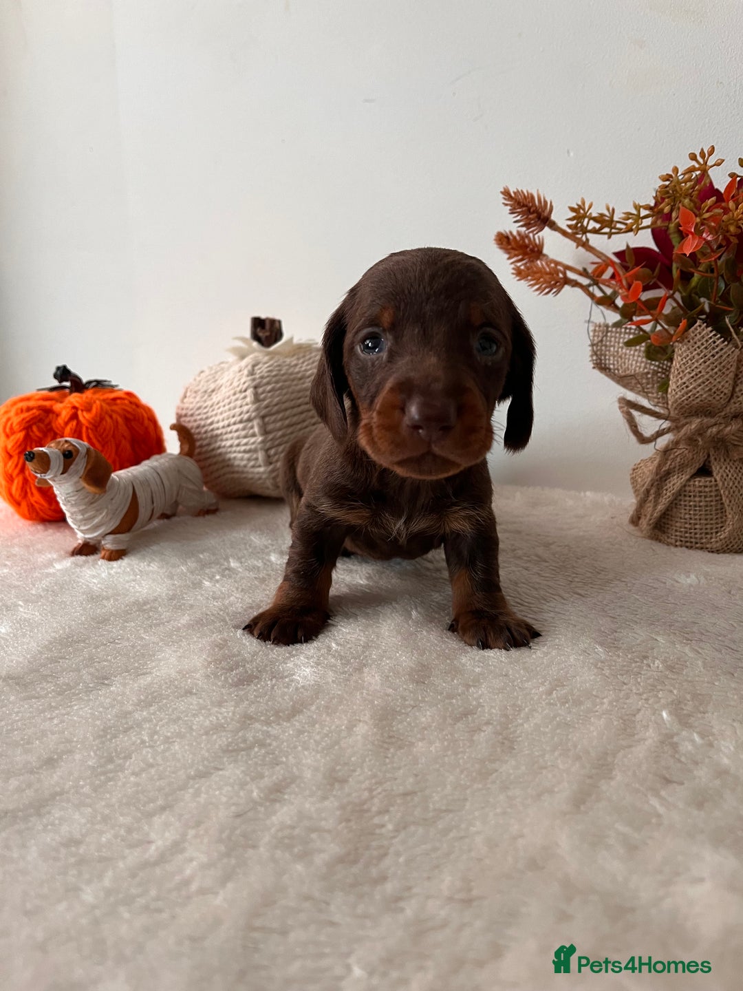 Dachshund dogs for sale: Beautiful Standard Dachshund Puppies  - Image 10