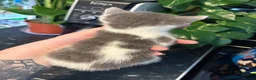 Domestic Shorthair cats for sale: Beautiful Kittens!  - Advert 8