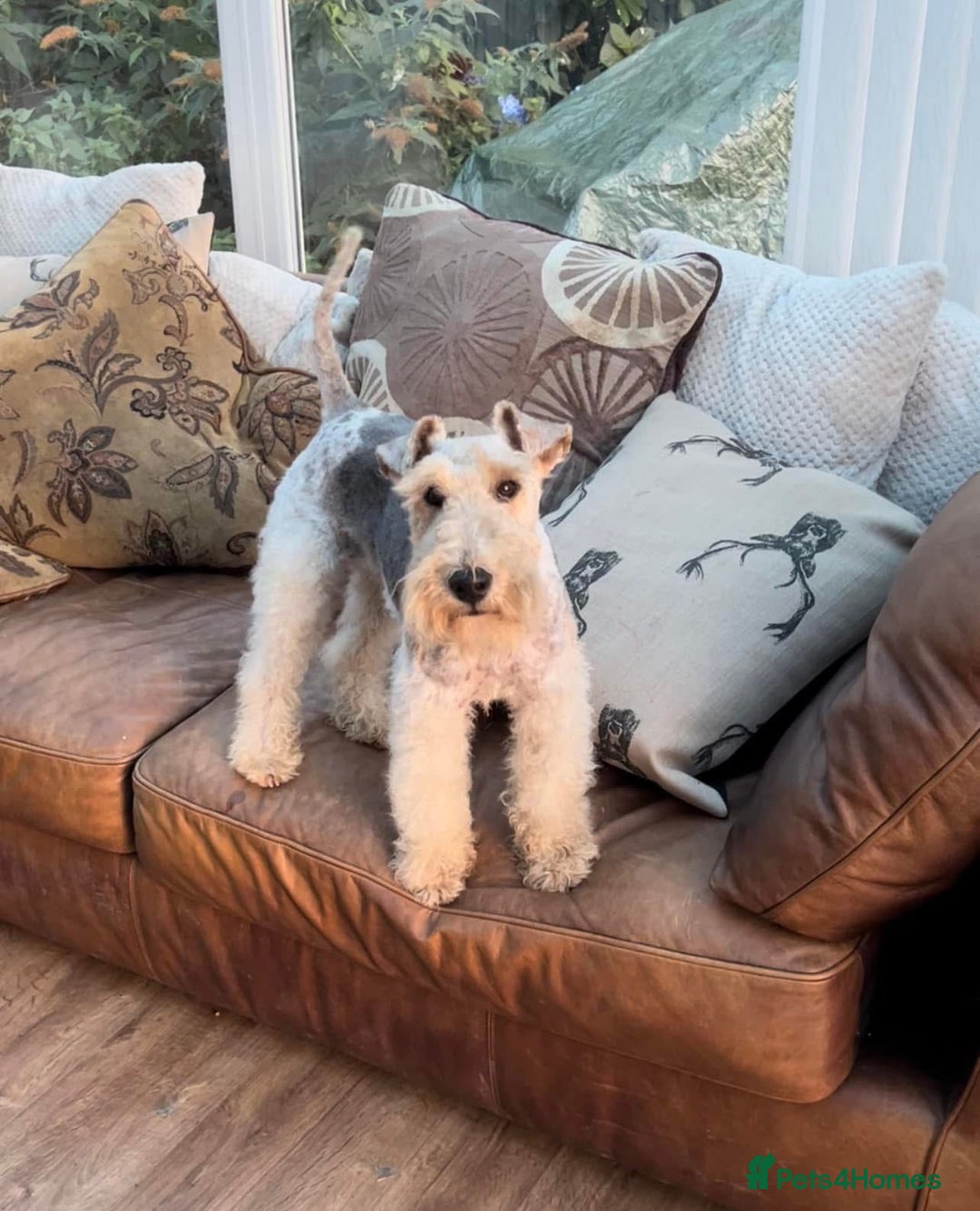 Fox Terrier dogs for sale: KC registered Wire hair fox Terrier puppies  - Image 11