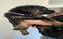 Mixed Breed dogs for sale: Rottweiler × german shepherd puppies - Image 12
