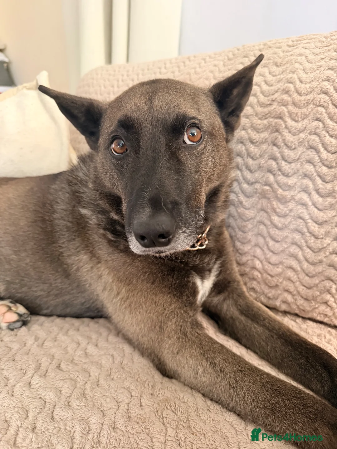 Mixed Breed dogs for sale: 6 year old rescue for rehome - Advert 2