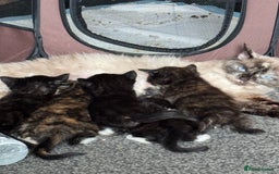 Ragdoll cats for sale: Tuxedo ragdolls kittens - Image 2