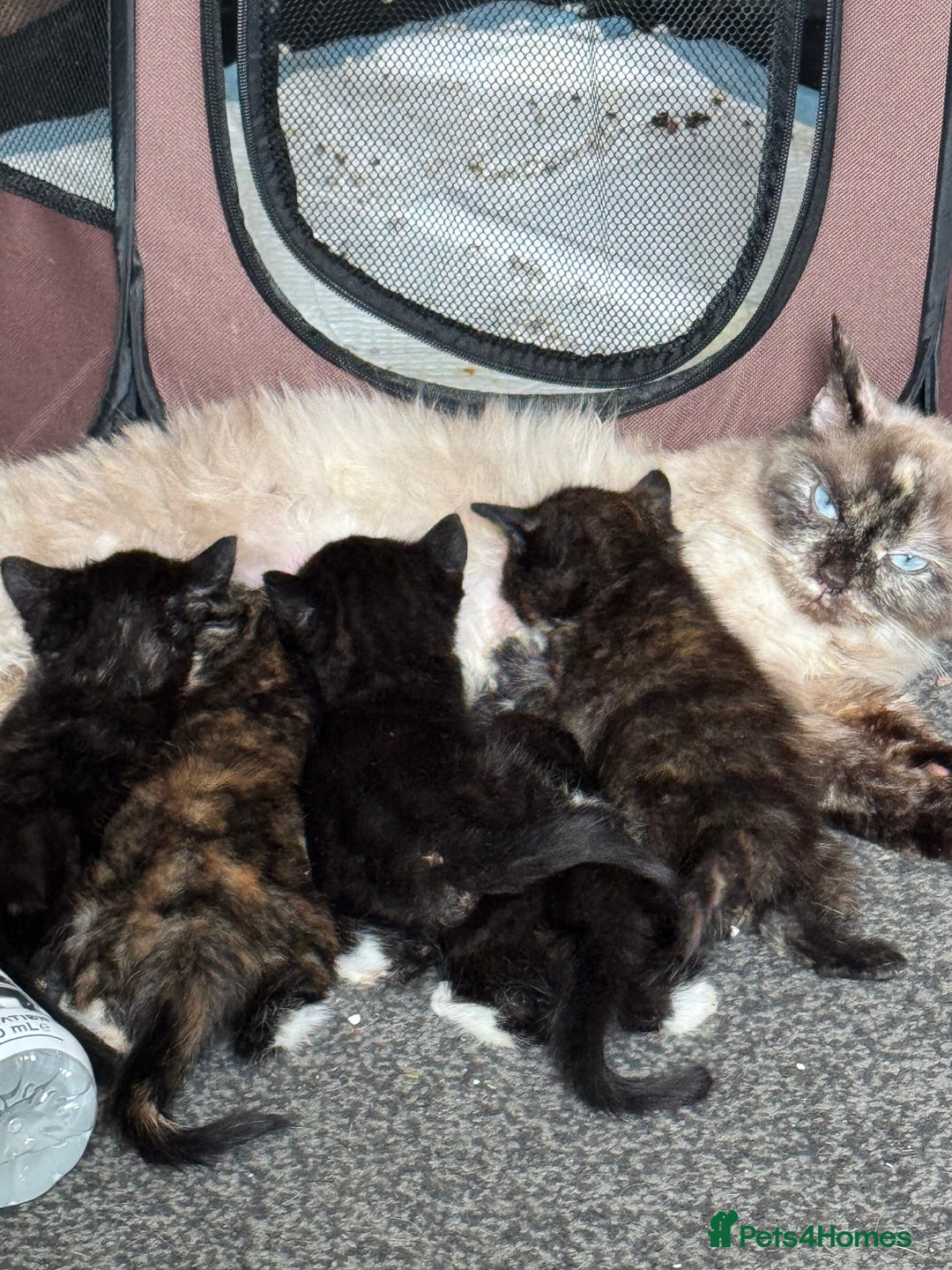 Ragdoll cats for sale: Tuxedo ragdolls kittens - Image 2