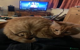 Munchkin cats for sale: Adorable Apricot-Marmalade Tabby Munchkin Male Kit - Image 14