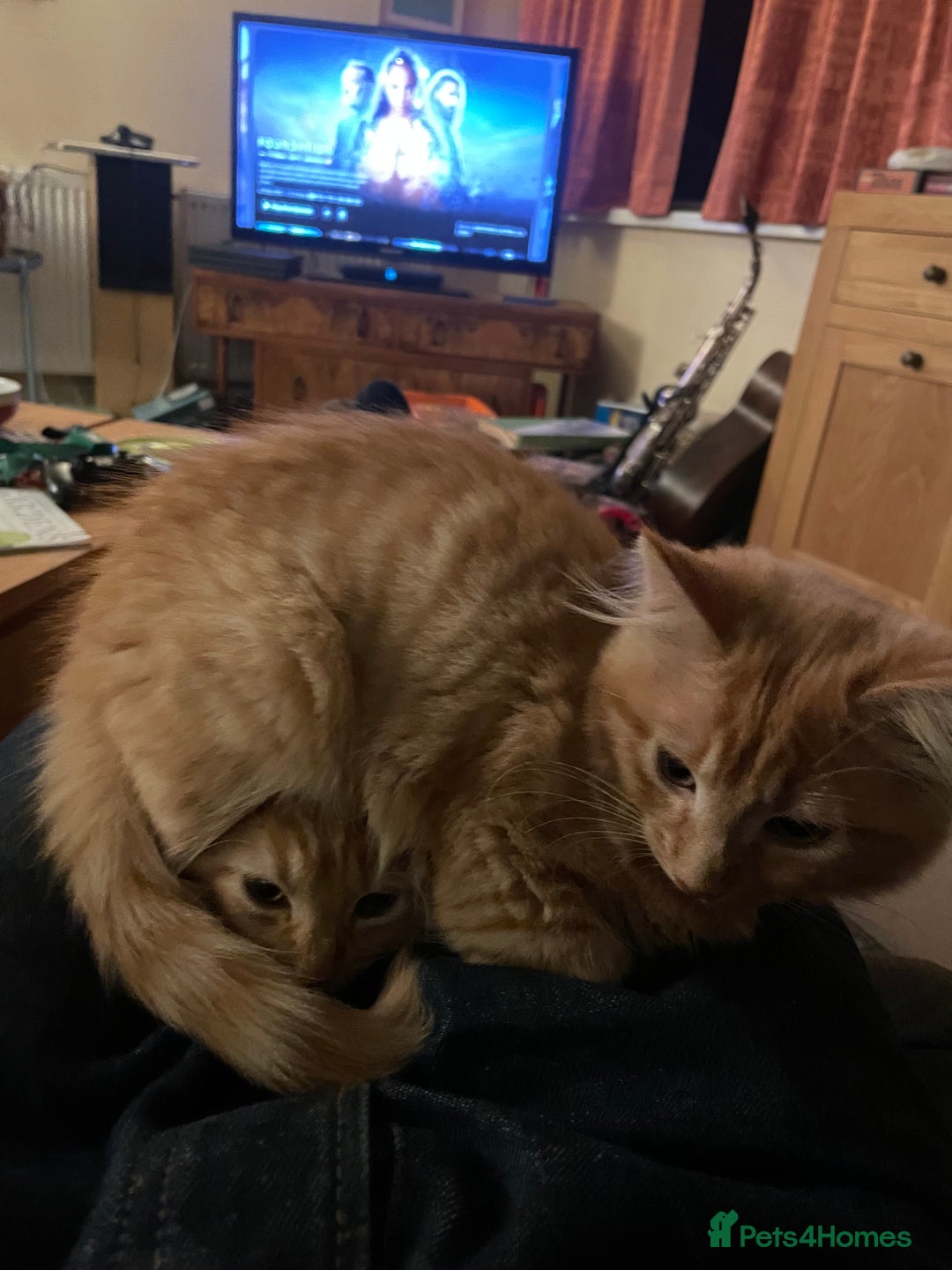 Munchkin cats for sale: Adorable Apricot-Marmalade Tabby Munchkin Male Kit - Image 14