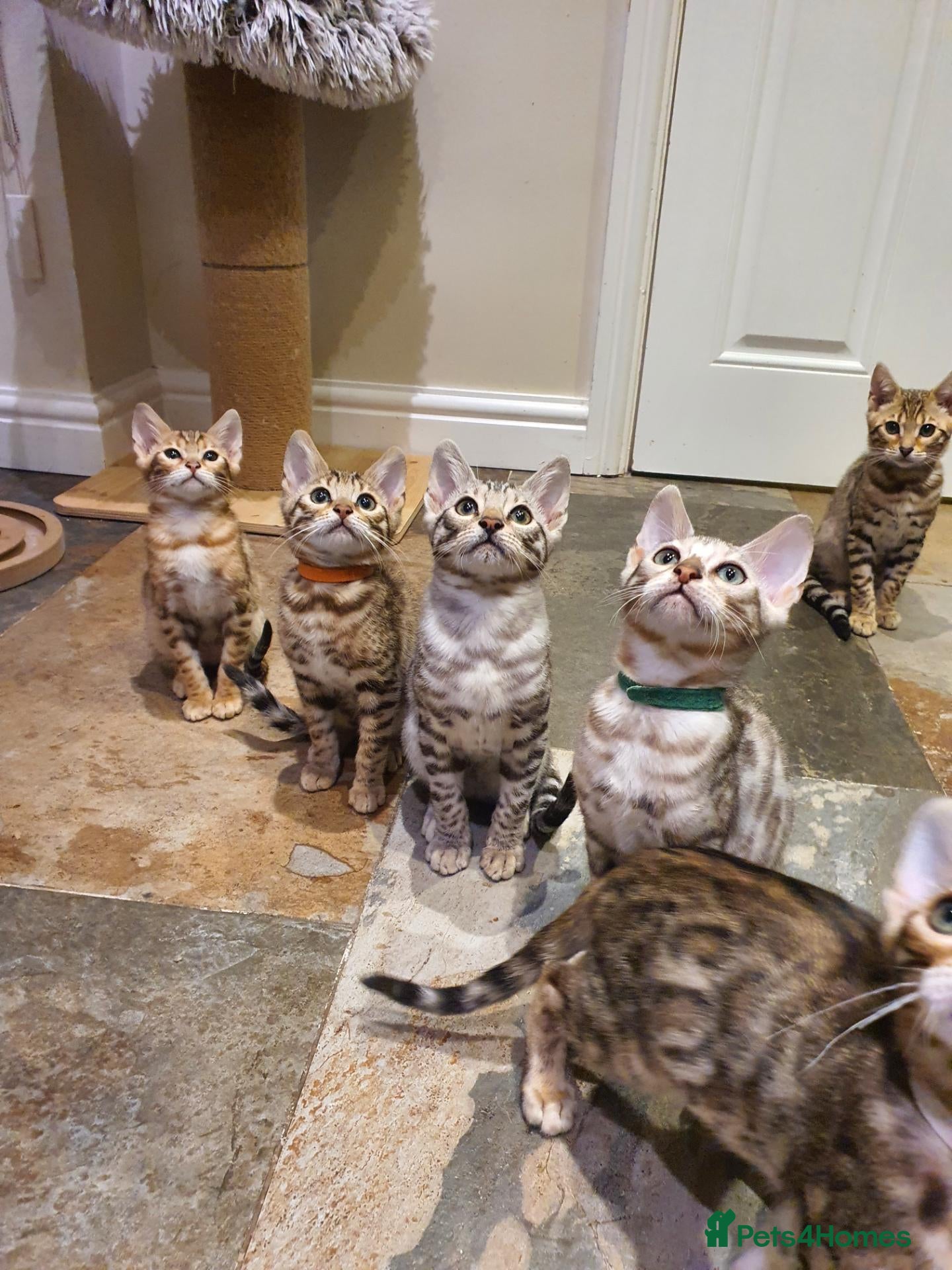 Bengal cats 🐆💖Beautiful Bengal Kittens💖🐆  - Advert 2