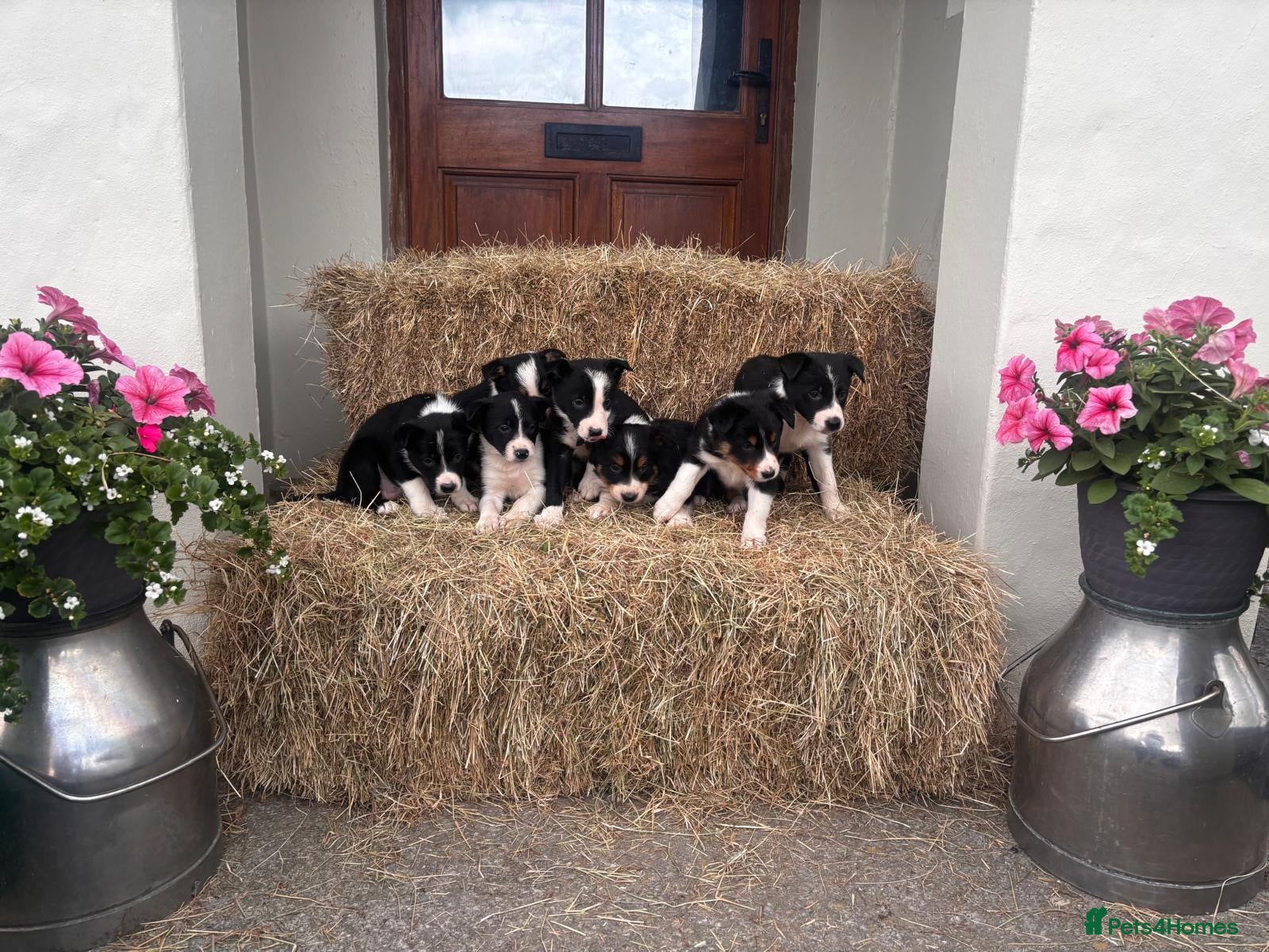 Border Collie dogs Beautiful Collie Puppies - Advert 1
