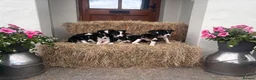 Border Collie dogs for sale: Beautiful Collie Puppies in Llandovery - Advert 1